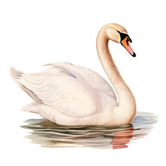 Fototapeta premium Watercolor Classic Bird Swan