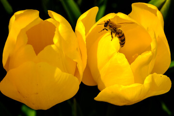 Honey bees collect nectar from yellow tulip pollen and take it to the hive