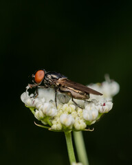 fly on leaf