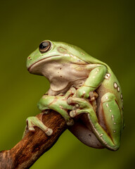 green frog