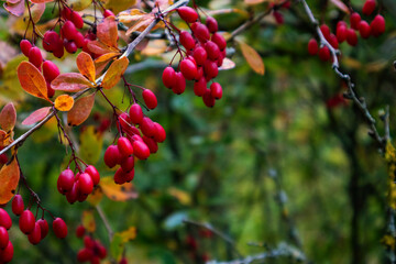 early autumn nature, red barberry sprig close-up