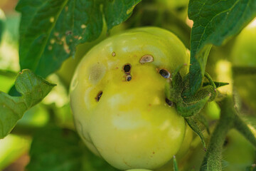 Unripe young green-yellow tomato fruits damaged by caterpillar, pest of crops called Fall Armyworm....