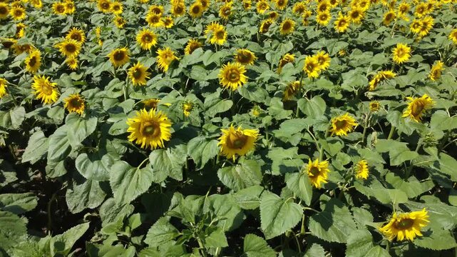 sunflower plantation in summer
