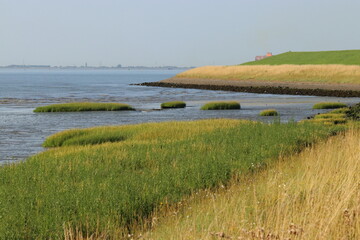 a dry falling mudflat with green grass and a seawall in the westerschelde sea