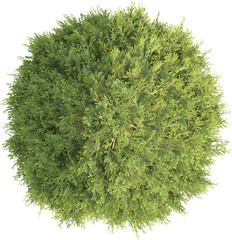 Top view of Thuja Tree