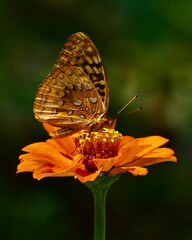 great spangled fritillary butterfly on flower