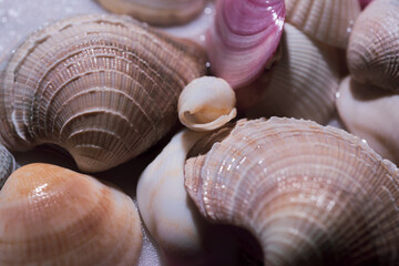 Sea shells background. Marine seashells. Ocean shells. Mollusk shells. Colorful shells texture....