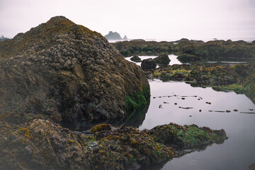 Tidal pools of the Olympic National Park, Pacific Ocean, coast line, Dramatic Rocky Coastline