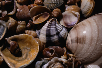 Seashells. Mollusk shells. Seashell background. Texture of the shells. Seashell background. Colorful sea shells as background. Marine shell.