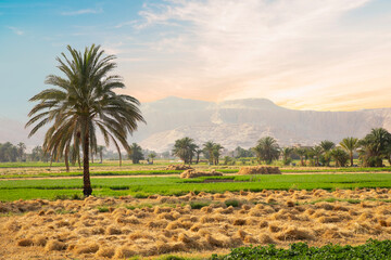 Beautiful view of village landscape in Luxor, Egypt