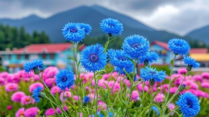 Obraz premium Blue flowers in the foreground with pink and purple highlights against a mountainous backdrop