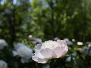 Peony Garden in Bloom 