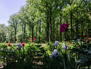 Peony Garden in Bloom 