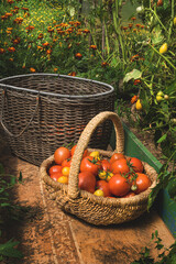 Harvest tomatoes in a basket in a glass greenhouse. Tomatoes are in the greenhouse on the farm....