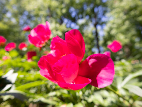 Peony Garden in Bloom 