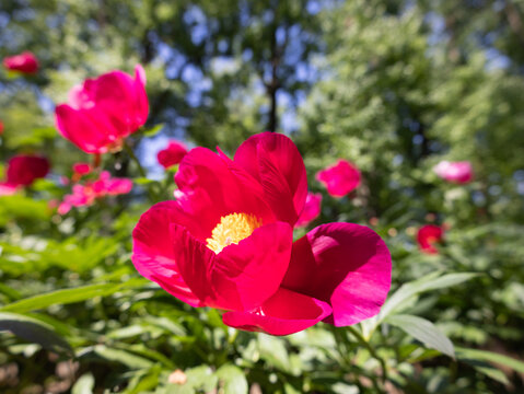 Peony Garden in Bloom 