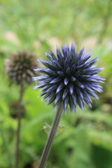 thistle in bloom