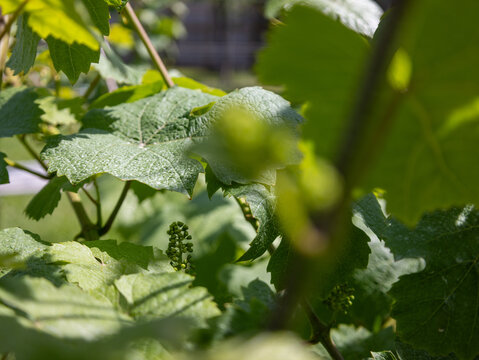 Growing Grapes at the Winery 