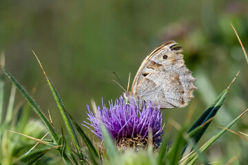 Satyridae / Cadı / Hermit / Chazara briseis