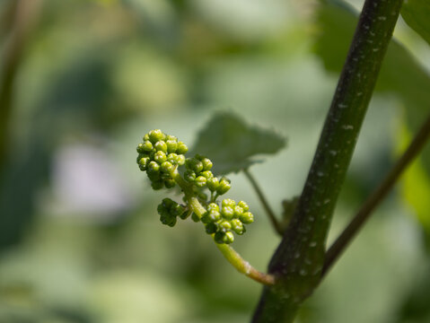 Growing Grapes at the Winery 