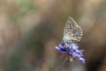 Lycaenidae / Çokgözlü Dafnis / Meleager's Blue / Polyommatus daphnis