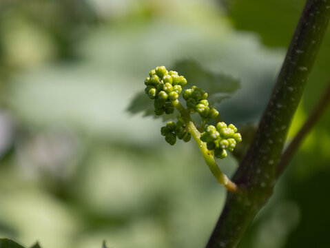 Growing Grapes at the Winery 