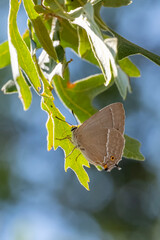 Obraz premium Lycaenidae / Mor Meşe / Purple Hairstreak / Quercusia quercus