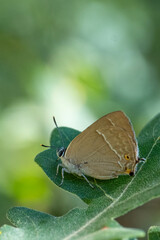Obraz premium Lycaenidae / Mor Meşe / Purple Hairstreak / Quercusia quercus