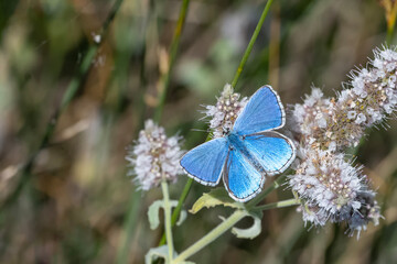 butterfly on a flower