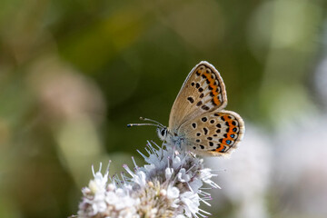 butterfly on a flower