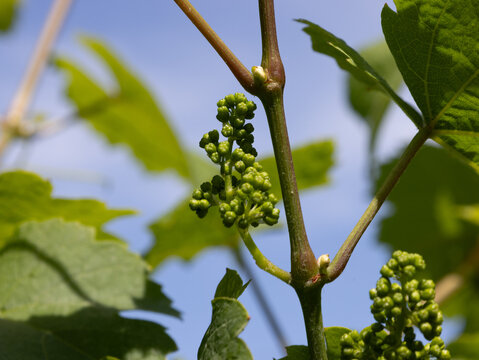 Growing Grapes at the Winery 