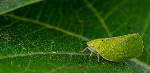 green bug on leaf