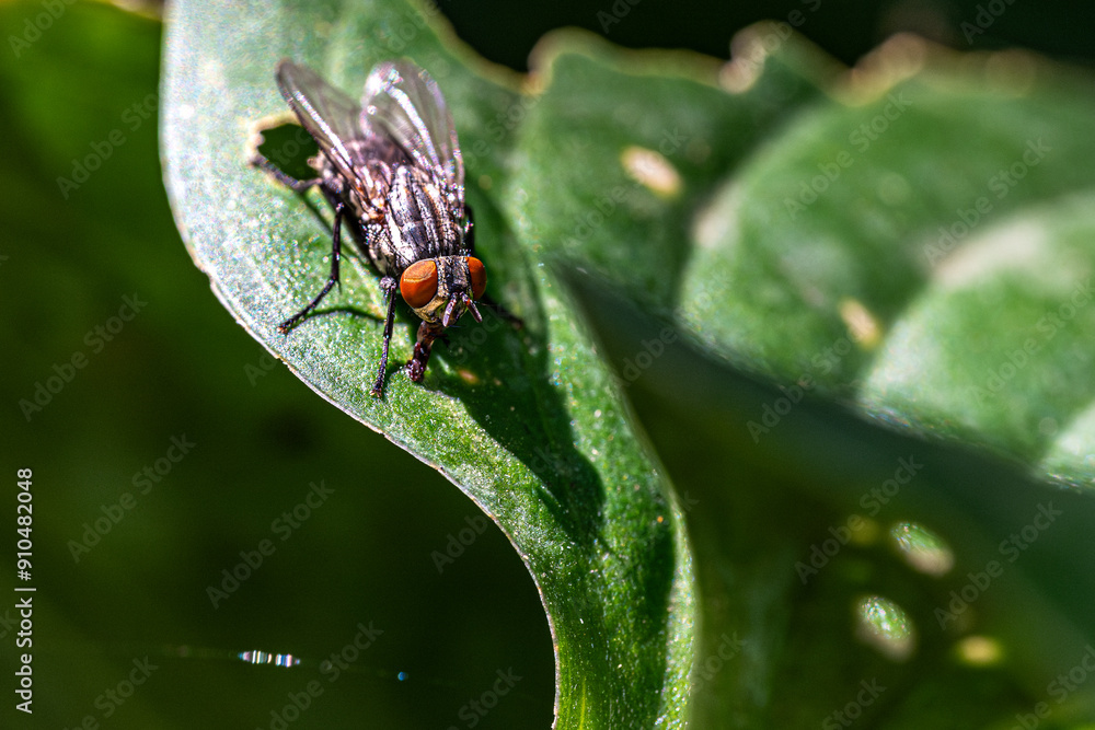 Canvas Prints fly on leaf