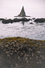 Tidal pools of the Olympic National Park, Pacific Ocean, coast line, Dramatic Rocky Coastline
