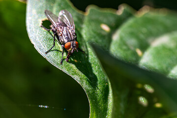 fly on leaf