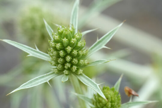 Closeup on a green unripe field eryngo or Watling Street thistle flower, Eryngium campestre