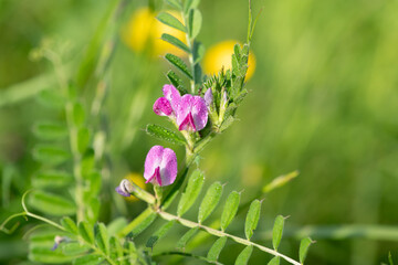 Close up of common vetch (vicia sativa) flowers in bloom