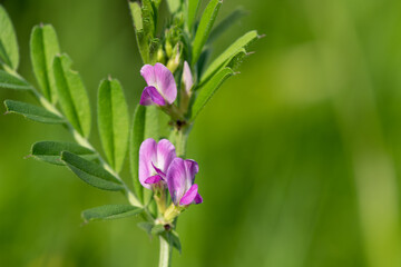 Close up of common vetch (vicia sativa) flowers in bloom