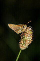 Moth on a flower