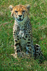 Cheetah Cub Portrait