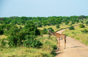 Masai Giraffe Partially Blocking Dirt Road in the Serengeti