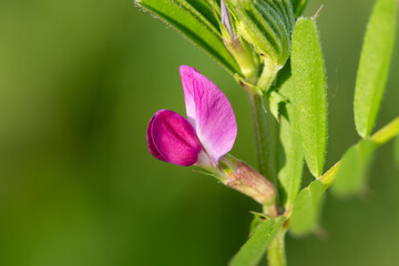 Macro shot of a common vetch (vicia sativa) flower