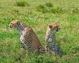 She-Cheetah and Cub Gaze in Opposite Directions