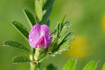 Macro shot of a common vetch (vicia sativa) flower