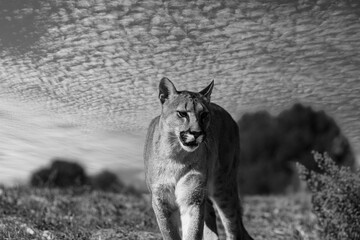 black and white photograph of a puma in the wild