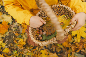 A young child dressed in a bright yellow jacket gathers a variety of colorful autumn leaves and...