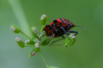 Italian Striped Bug (Graphosoma italicum)