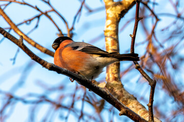 Male Bullfinch (Pyrrhula pyrrhula) - Commonly found in woodlands and gardens