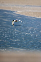Common Tern (Sterna hirundo) - Commonly found in coastal regions and inland waterways