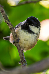 Coal Tit (Periparus ater) - Commonly found in coniferous woodlands and gardens